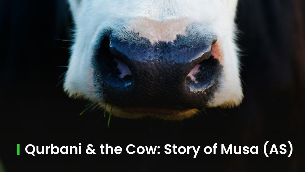 Qurbani and the Cow: Unpacking the Quranic Story of Musa (AS)