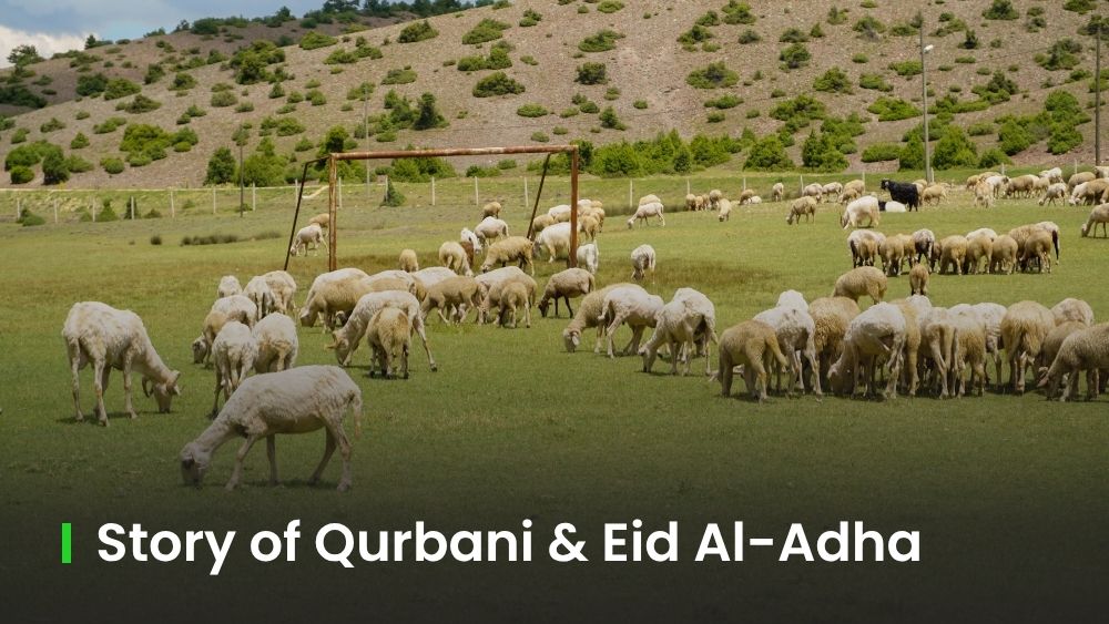The History of Qurbani and Eid Al-Adha: From Adam (AS) to Our Prophet ﷺ